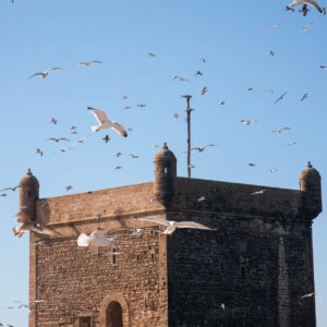 essaouira archit.ektar 01 by robert mangelmann | 20141108essaouira_044