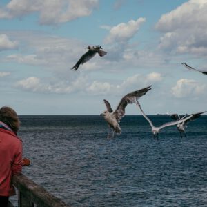 the birds by robert mangelmann | 20210802ostsee_059