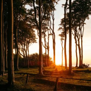 nienhagen ghost forest vii by robert mangelmann | 20210805ostsee_225