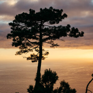lonely pine by robert mangelmann | 20211109madeira_267