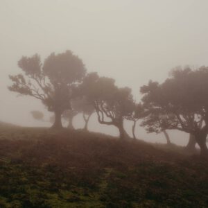 laurissilva forest by robert mangelmann | 20211111madeira_010