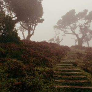 laurissilva forest ii by robert mangelmann | 20211111madeira_014
