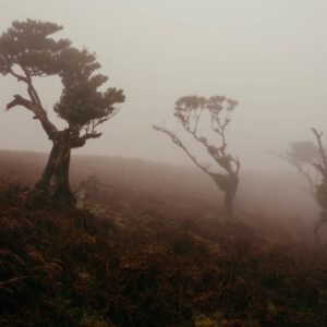 laurissilva forest iii by robert mangelmann | 20211111madeira_017