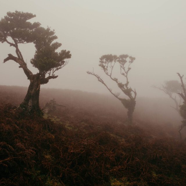 laurissilva forest iii by robert mangelmann | 20211111madeira_017