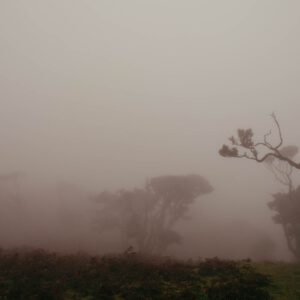 laurissilva forest iv by robert mangelmann | 20211111madeira_023