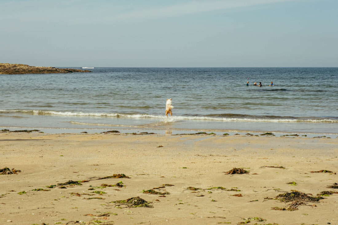dog at plage de pen er malo by robert mangelmann | 20230910bretagne_032