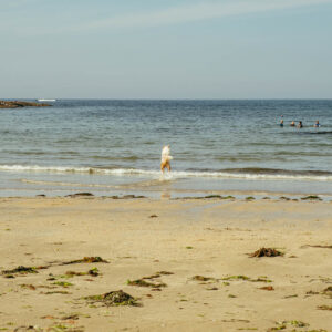 dog at plage de pen er malo by robert mangelmann | 20230910bretagne_032