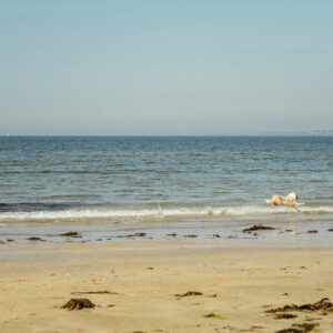 running dog at plage de pen er malo by robert mangelmann | 20230910bretagne_060